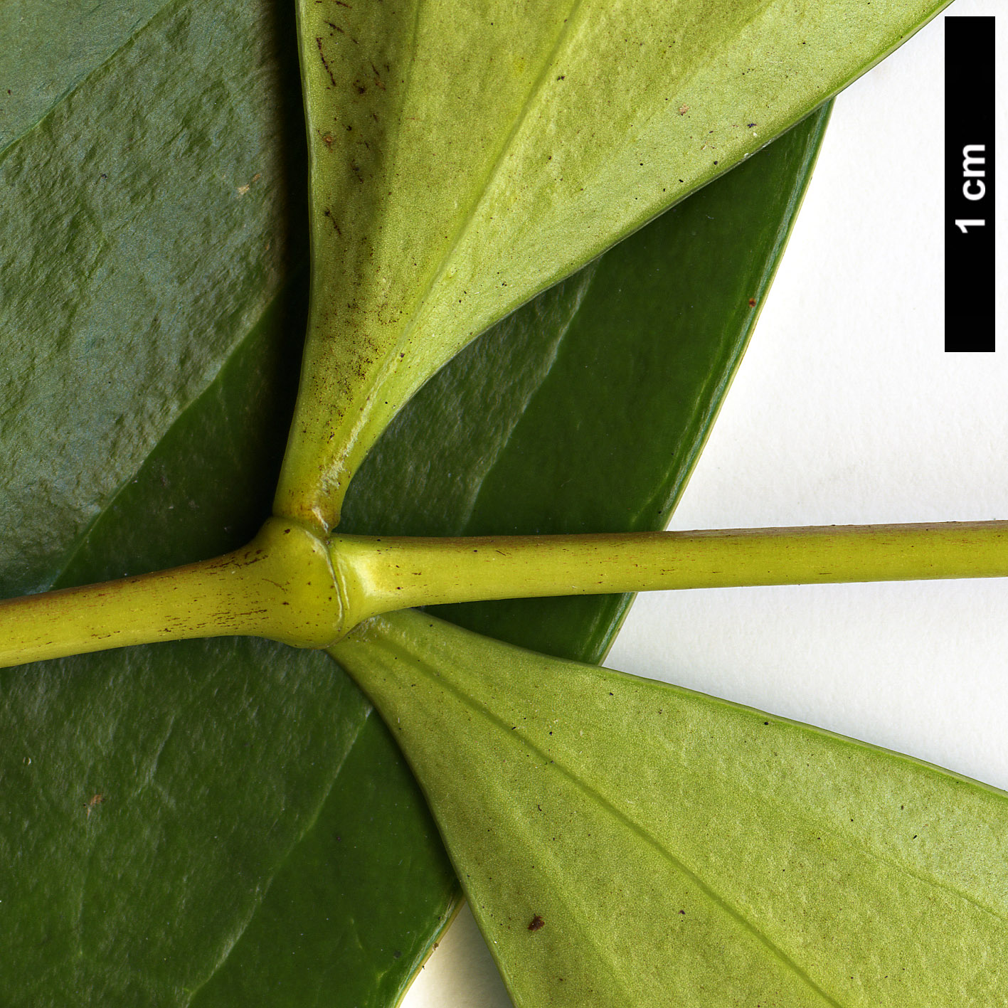 High resolution image: Family: Berberidaceae - Genus: Mahonia - Taxon: ×emeiensis - SpeciesSub: 'Emei Shan' (M.gracilipes × M.nitens)